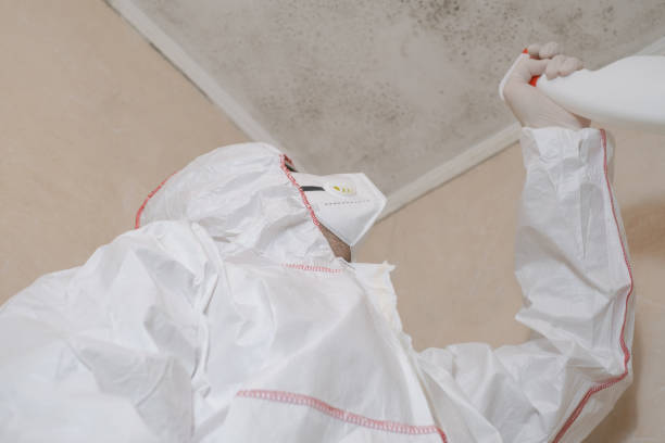 Attic Mold Removal in Stockton University, NJ