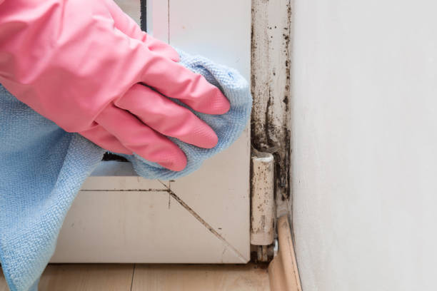 Best Mold Cleaning Services  in Stockton University, NJ
